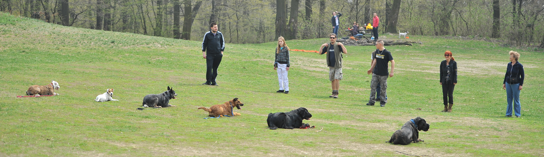 Výcvik psov Bratislava